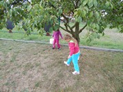 Sklízíme úrodu na zahrádce